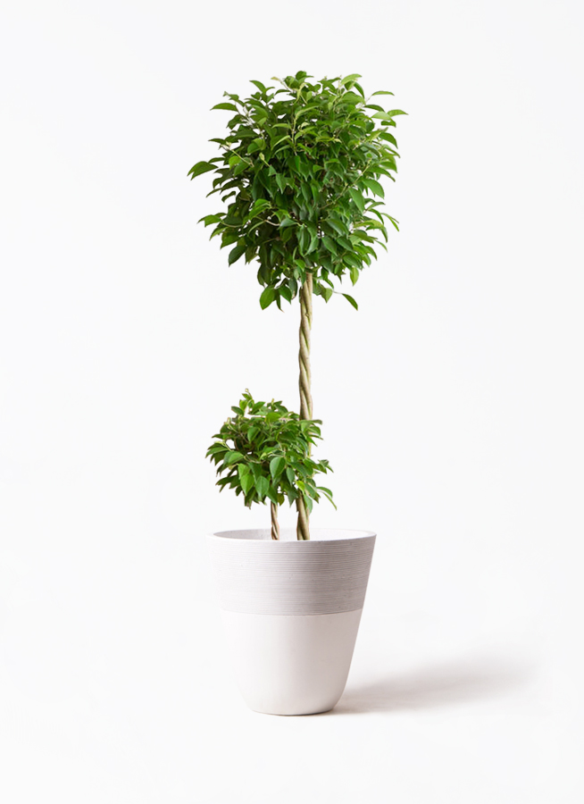 観葉植物 フィカス ベンジャミン 10号 玉造り ジュピター 白 付き