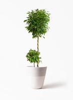観葉植物 フィカス ベンジャミン 10号 玉造り アンワール カーフ