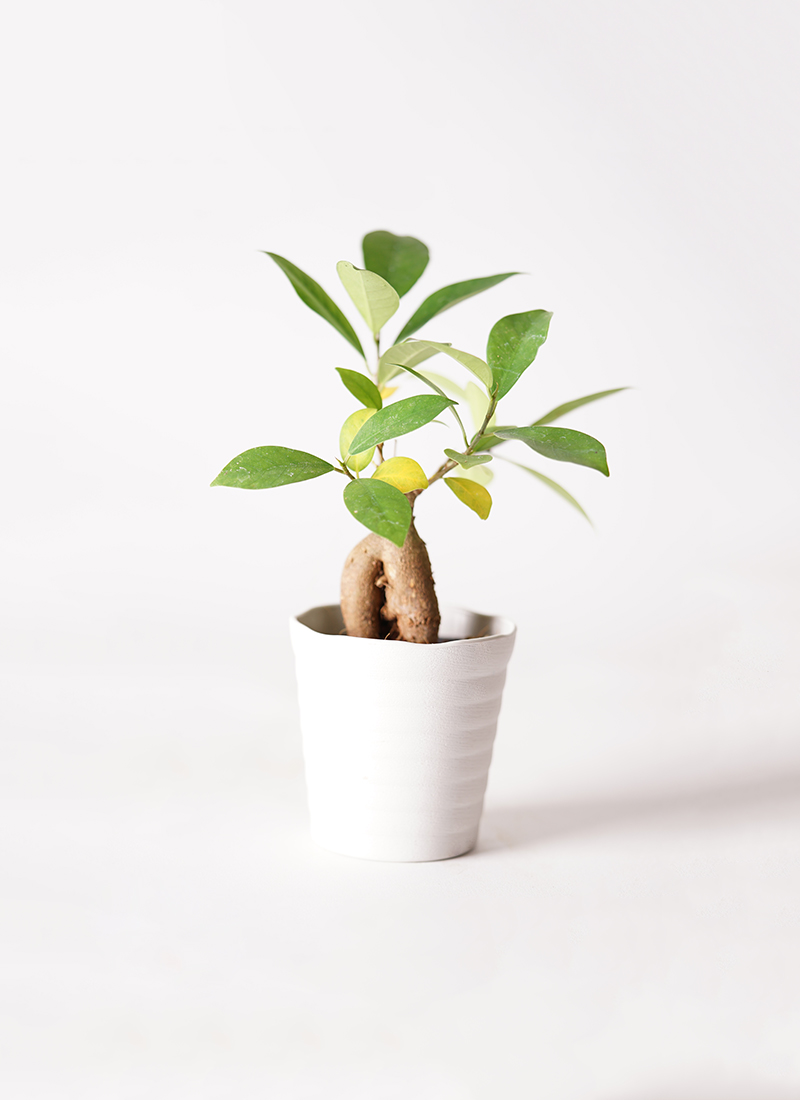 観葉植物 ガジュマル 3号 プラスチック鉢 | 観葉植物ならHitoHana(ひと