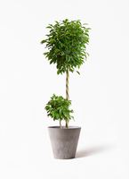 観葉植物 フィカス ベンジャミン 10号 玉造り アートストーン ラウンド