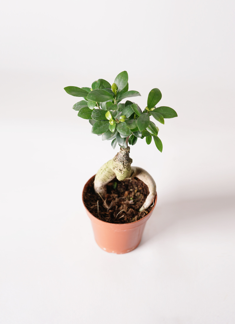 観葉植物 ガジュマル 4号 股仕立て クラッツ ウロ ホワイト 付き