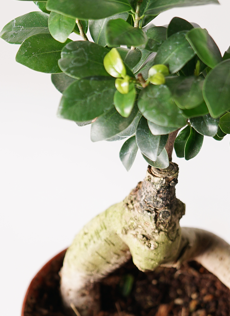 観葉植物 ガジュマル 4号 股仕立て クラッツ ウロ ホワイト 付き