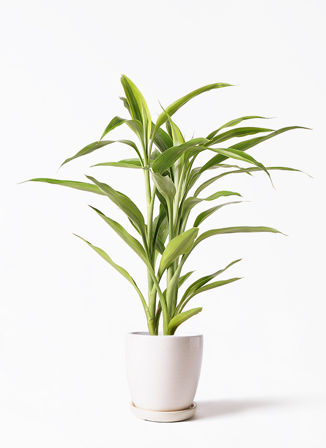 観葉植物 ドラセナ サンデリアーナ ゴールド 4号 アステア トール ホワイト 付き 観葉植物ならhitohana ひとはな