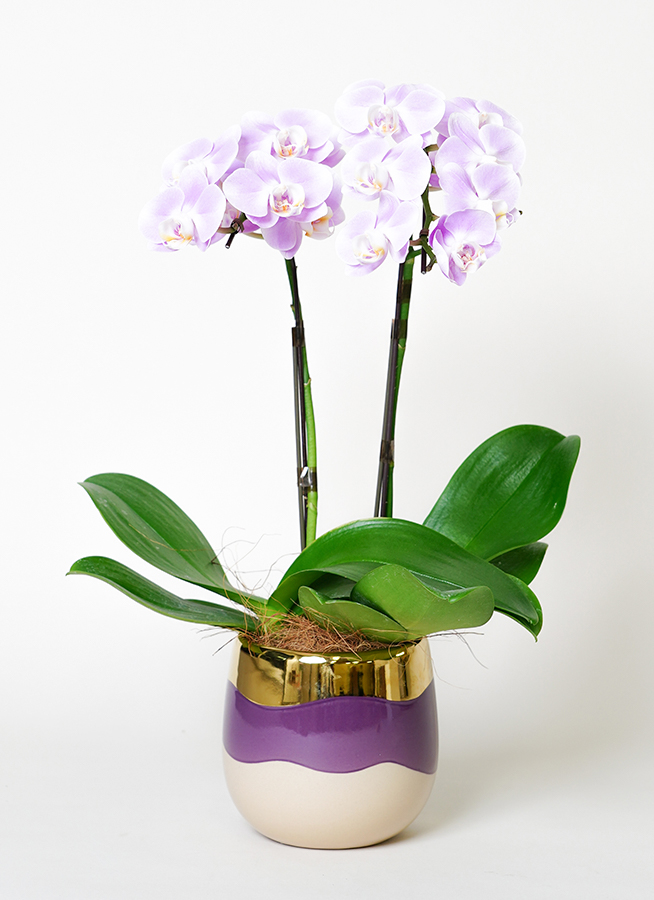 紫色の胡蝶蘭鉢花 Amazon｜ミディ胡蝶蘭 2本立 紫【蘭 鉢花 本物 インテリア ギフト