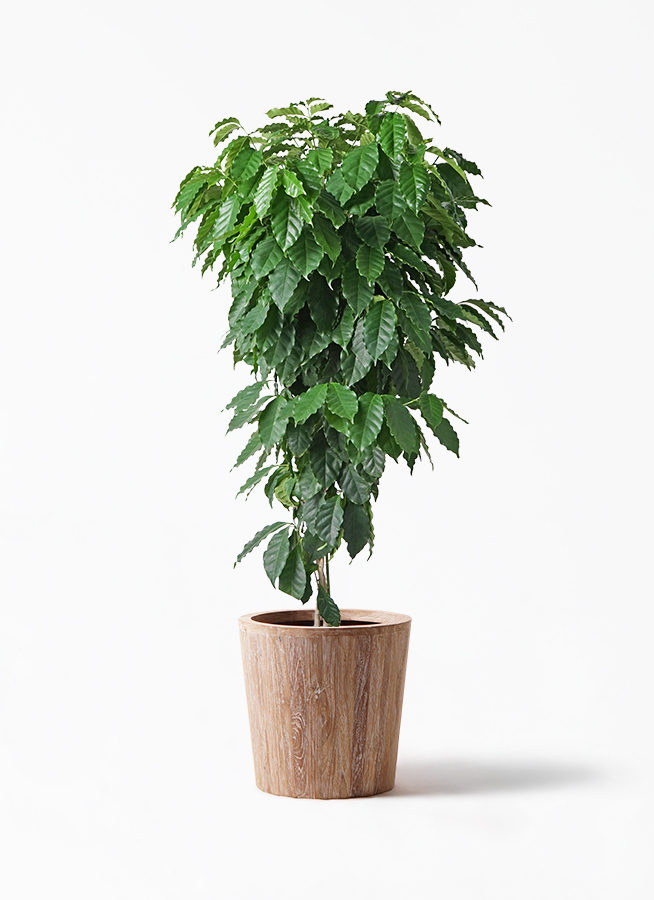 観葉植物 コーヒーの木 10号 ウッドプランター 付き 観葉植物ならhitohana ひとはな