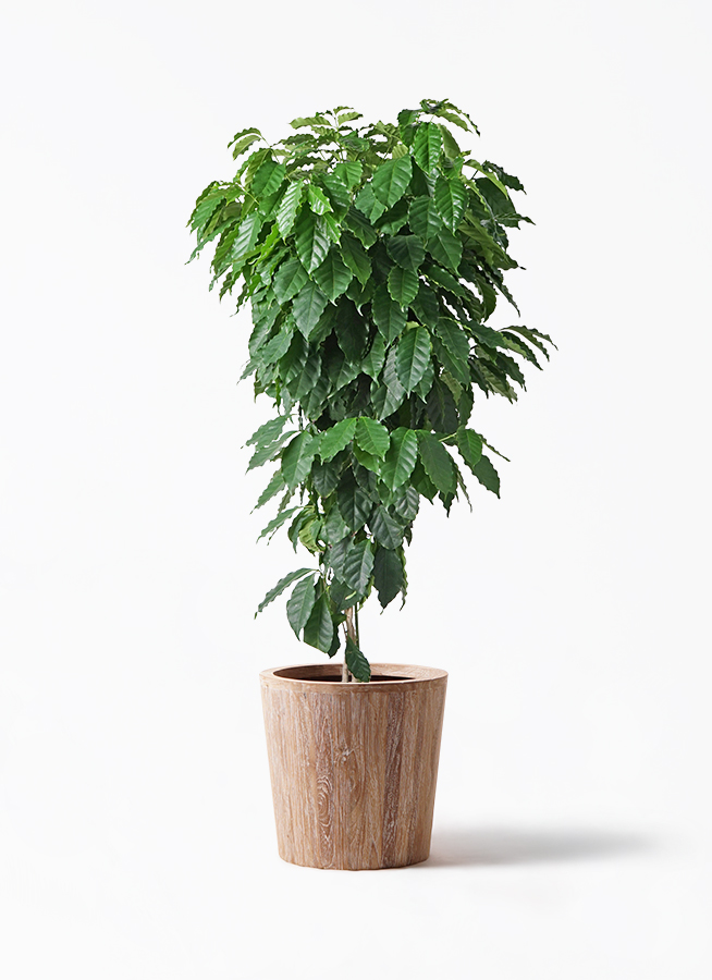 コーヒーの木 10号 | 観葉植物 | 送料無料でお届け - Hitohana（ひとはな）