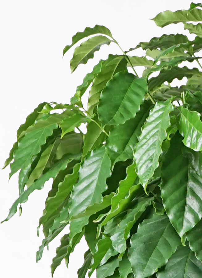 観葉植物 コーヒーの木 10号 セドナロング 墨 付き | 観葉植物なら