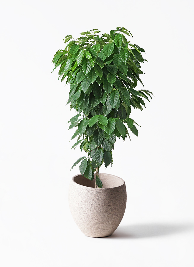 その他観葉植物 / 観葉植物 コーヒーの木 10号 プラスチック鉢 | 観葉植物ならHitoHana