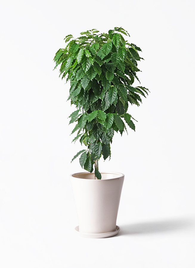 お*す様 【大型】コーヒーの木1m以上コーヒーの花のつぼみあり お*す様 【大型】コーヒーの木1m以上コーヒーの花のつぼみあり