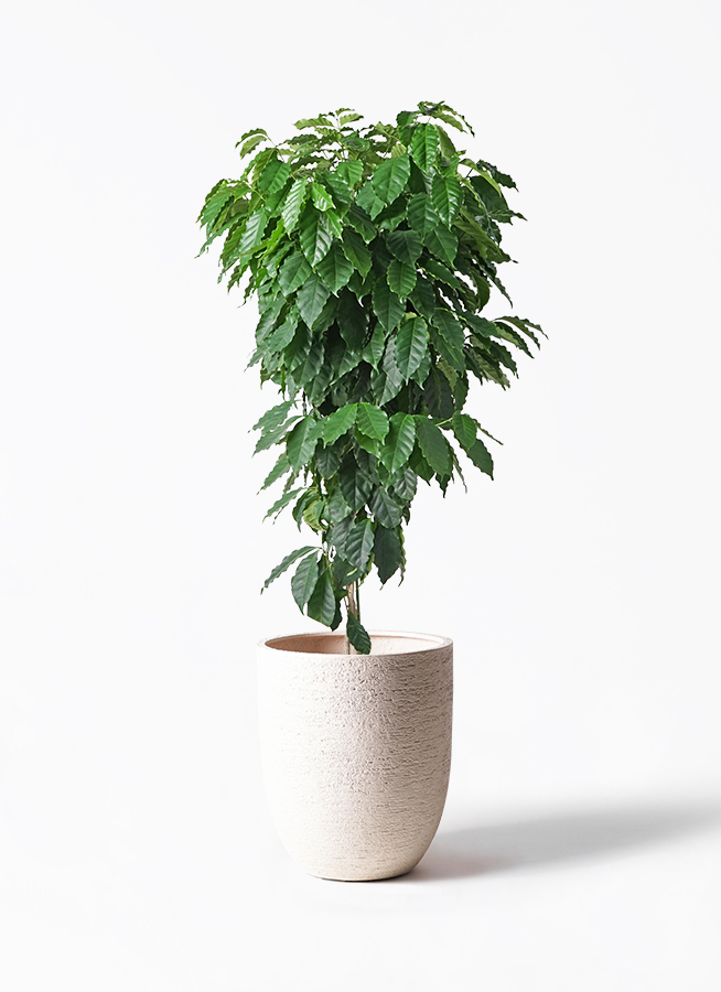 観葉植物 コーヒーの木 10号 セドナロング 墨 付き | 観葉植物なら