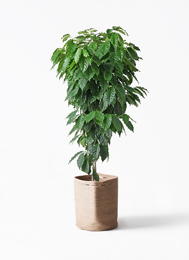 観葉植物 コーヒーの木 10号 ラスターポット 付き | 観葉植物