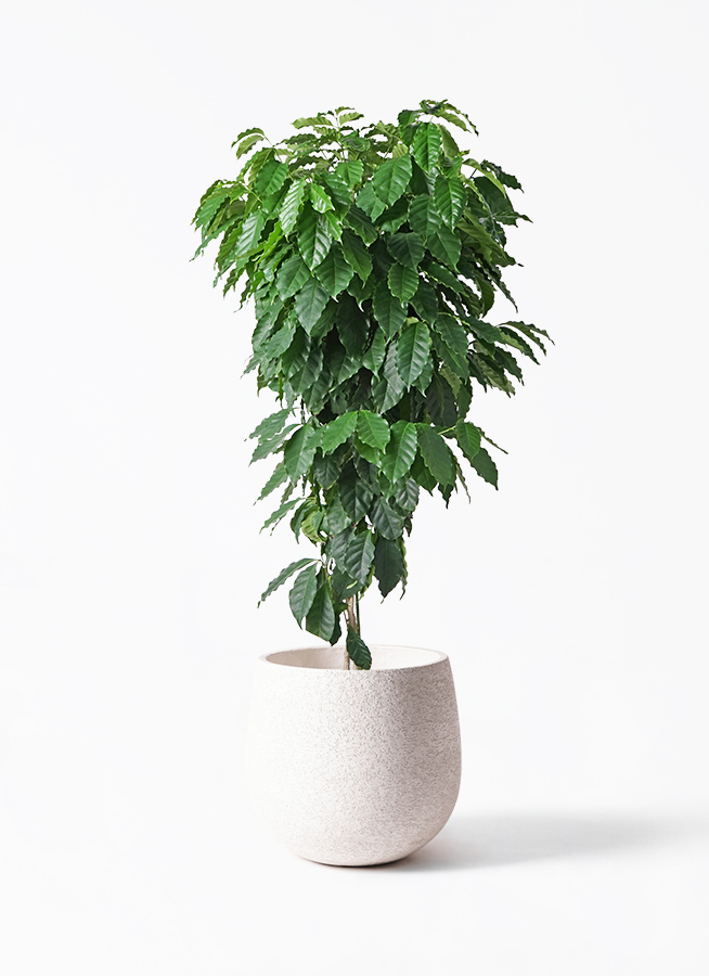 その他観葉植物 Latte 土を使わない観葉植物 スモールサイズ観葉植物 ホワイト