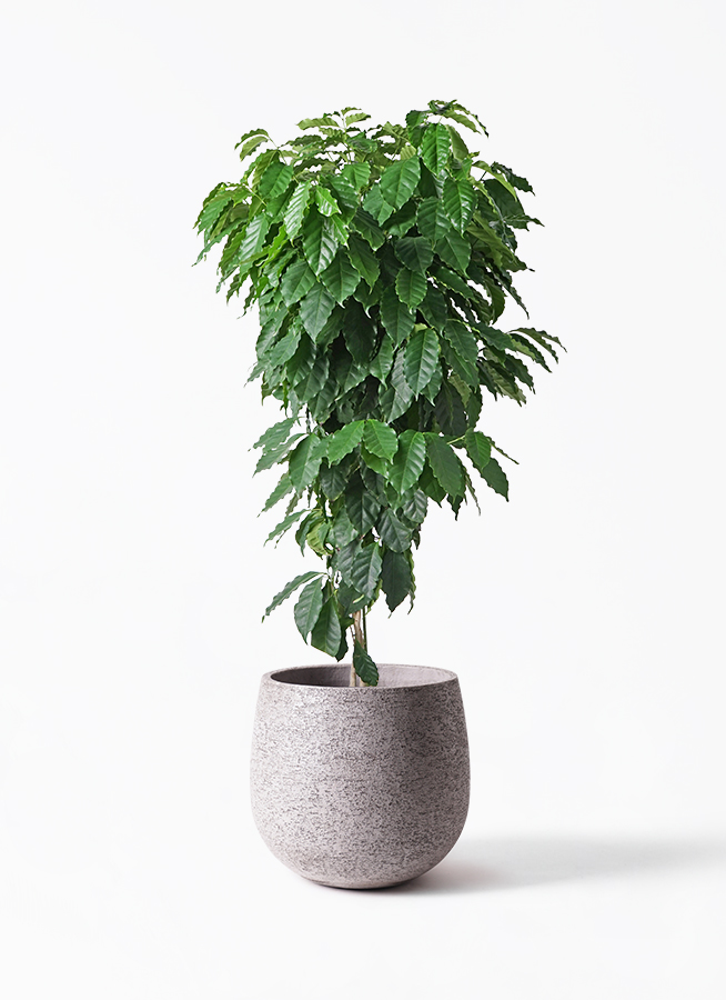 2点、観葉植物　専用 観葉植物 コーヒーの木 10号 プラスチック鉢 | 観葉植物なら
