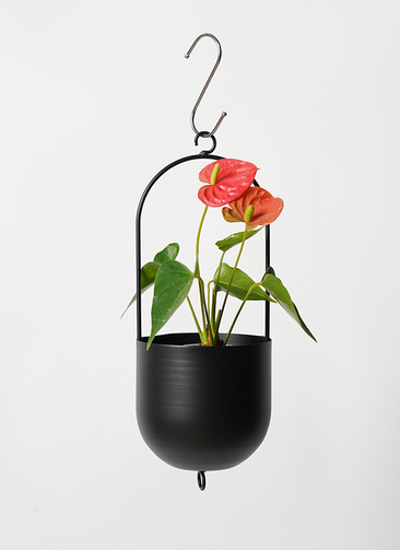 anthurium-1660_1.jpg?1670158236