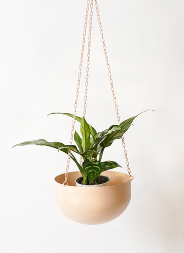 観葉植物 アグラオネマ 4号 ファンヌ ハンギングボウル P 付き | 観葉