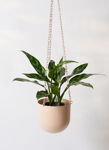 観葉植物 アグラオネマ 4号 ファンヌ ハンギング CP 付き | 観葉植物