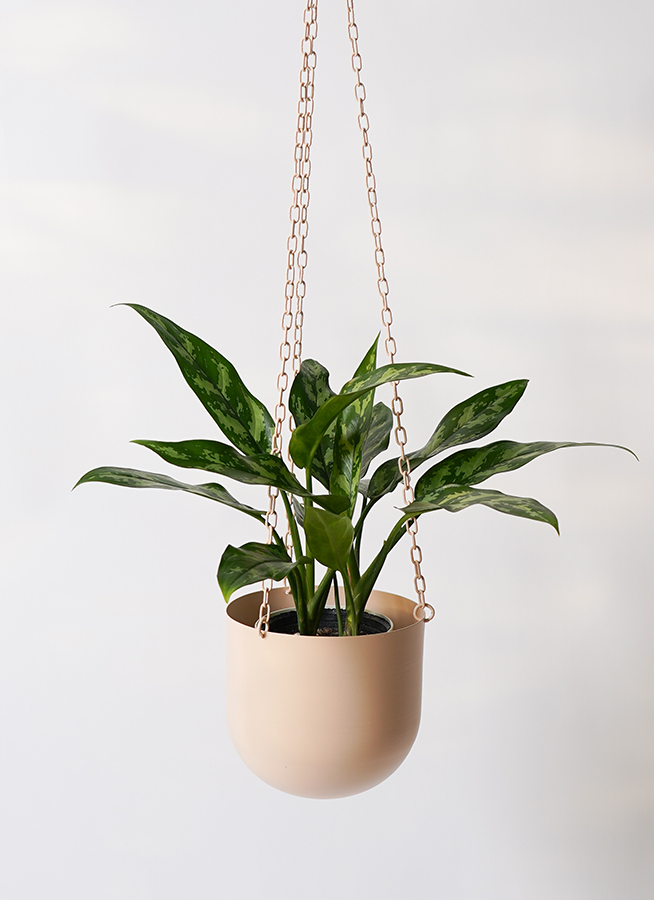 観葉植物 アグラオネマ 4号 ファンヌ ハンギング CP 付き | 観葉植物