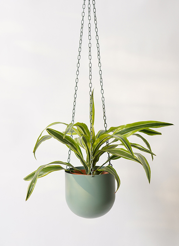 観葉植物 ドラセナ ワーネッキー レモンライム 4号 ファンヌ