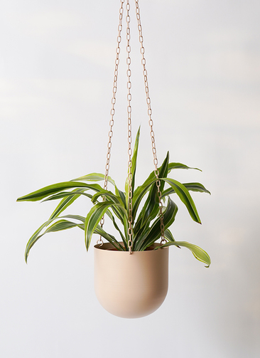 観葉植物 ドラセナ ワーネッキー レモンライム 4号 ファンヌ