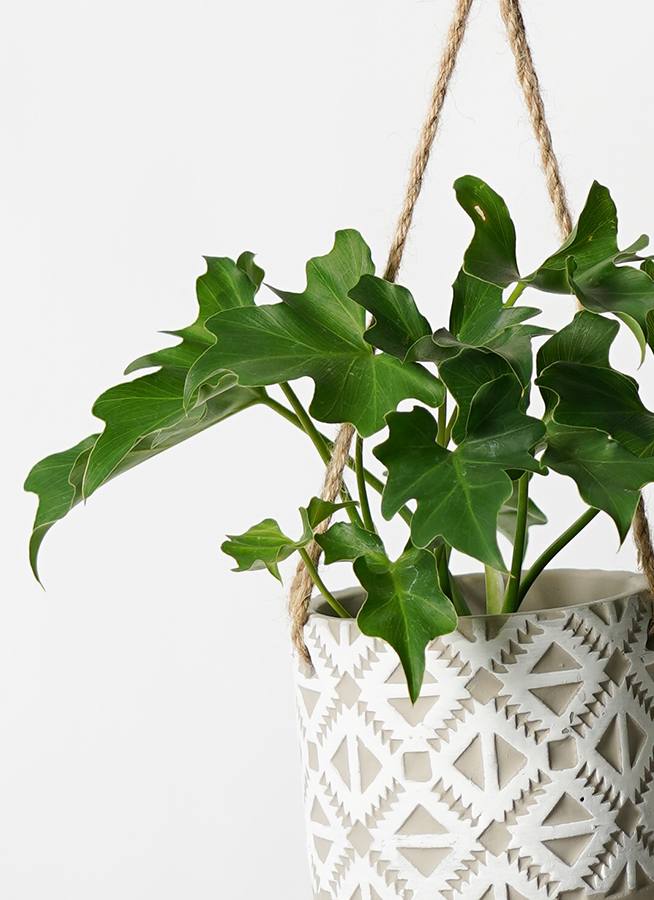 観葉植物 フィロデンドロ 3号 セローム ヒトデカズラ ロニヤ