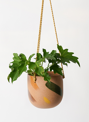 philodendron-selloum-563_1.jpg