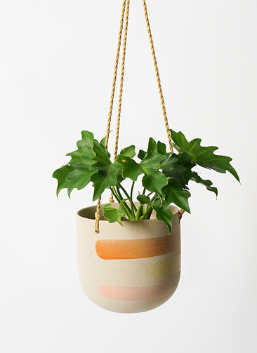 ❣️確認用でございます(o^^o) フィロデンドロン・旅人の木 観葉植物 フィロデンドロン 3号 セローム ヒトデカズラ アダ