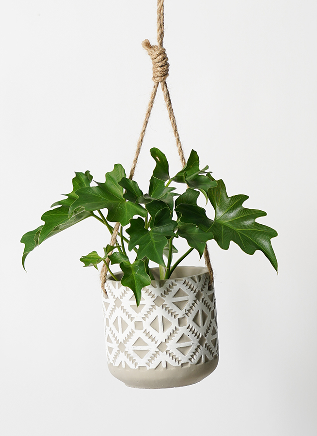 フィロデンドロン　セローム3 観葉植物 フィロデンドロ 3号 セローム ヒトデカズラ ロニヤ