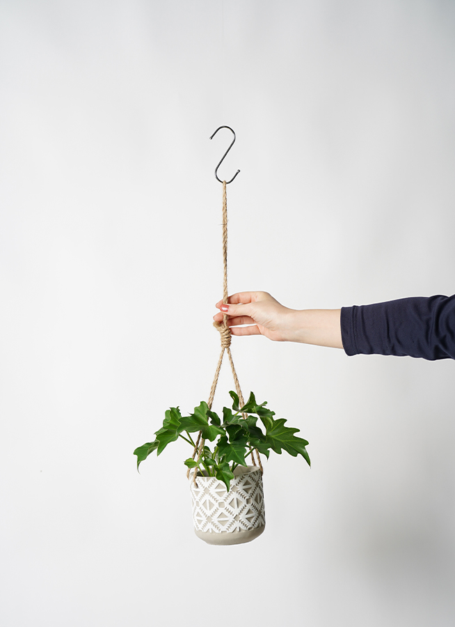 観葉植物 フィロデンドロ 3号 セローム ヒトデカズラ ロニヤ