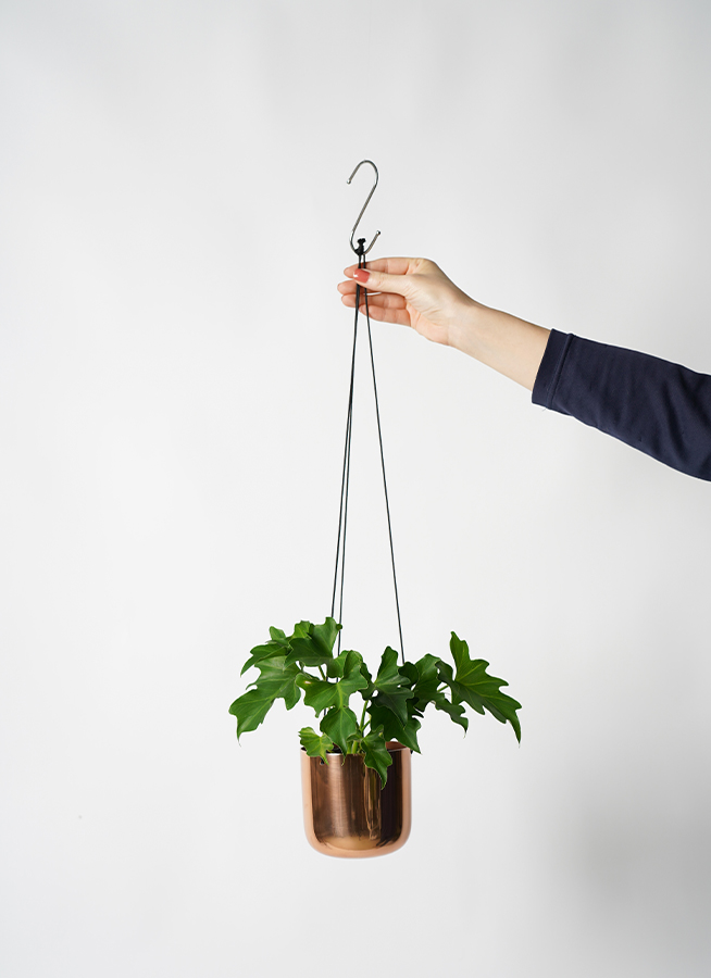 フィロデンドロン コブラ 吊り鉢 3 観葉植物 フィロデンドロン