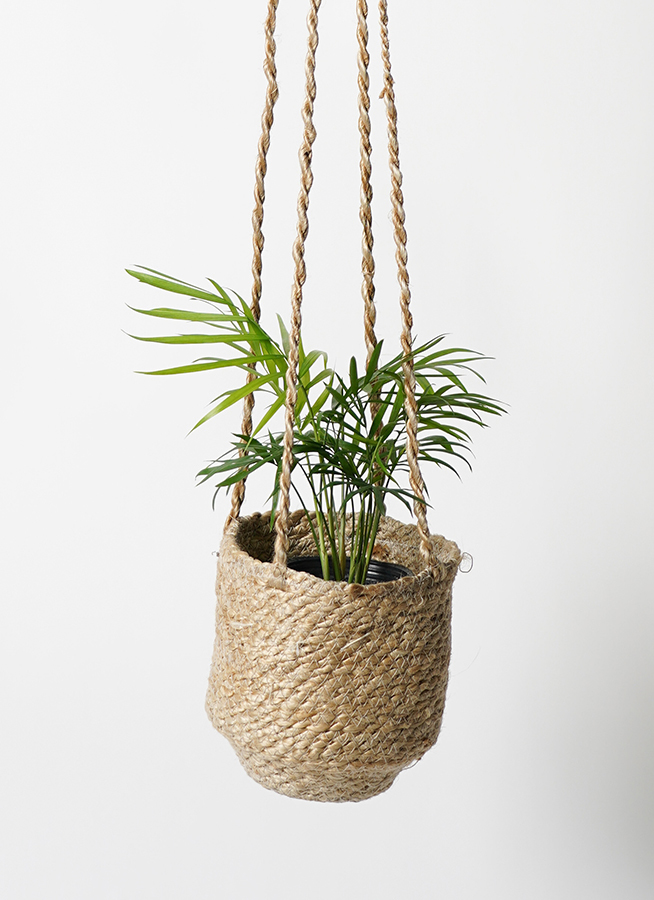 観葉植物 テーブルヤシ 3号 ジュート バスケットハンギング Rb 付き 観葉植物ならhitohana ひとはな