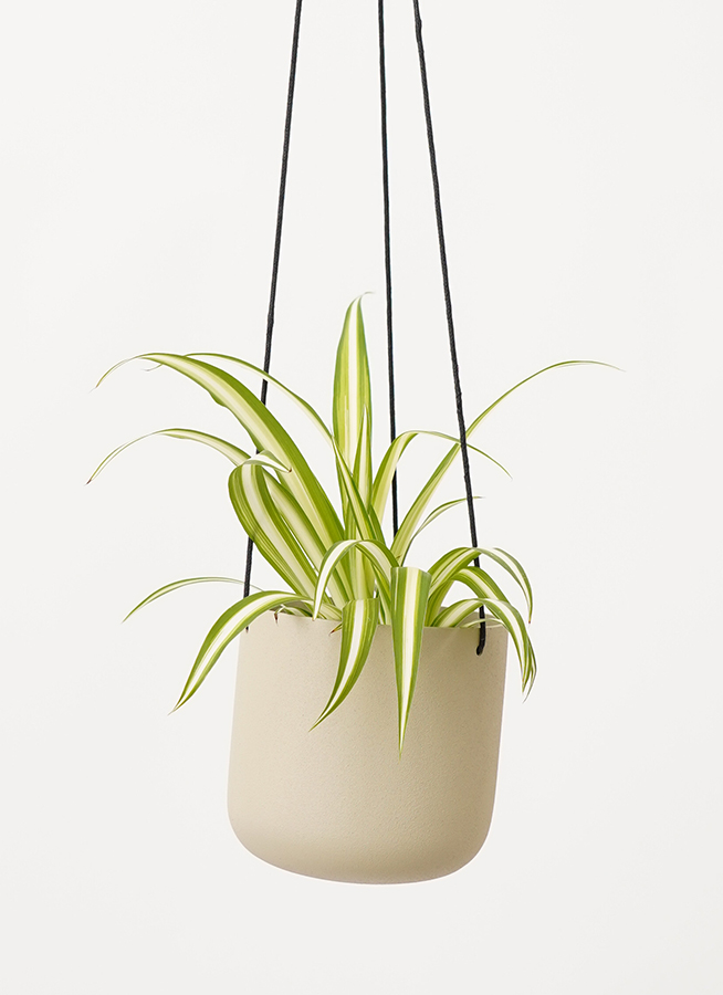 観葉植物 オリヅルラン 3号 ジュート バスケットハンギング RB 付き