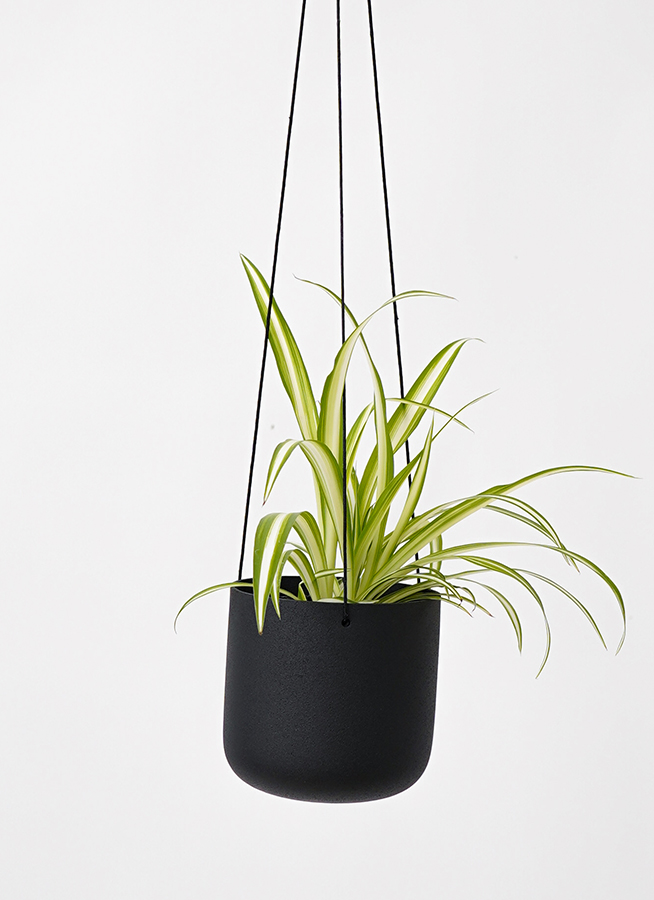 観葉植物 オリヅルラン 3号 ジュート バスケットハンギング RB 付き