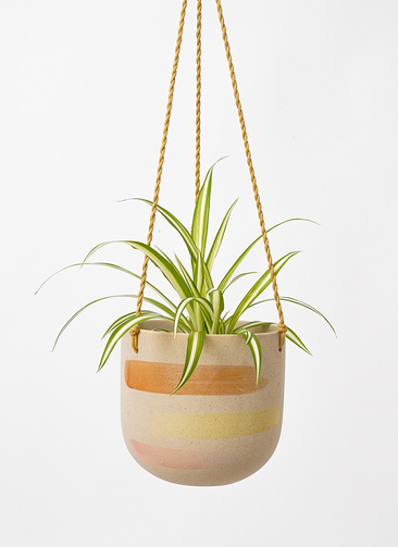 観葉植物 オリヅルラン 3号 カーリン ハンギング 14 G 付き