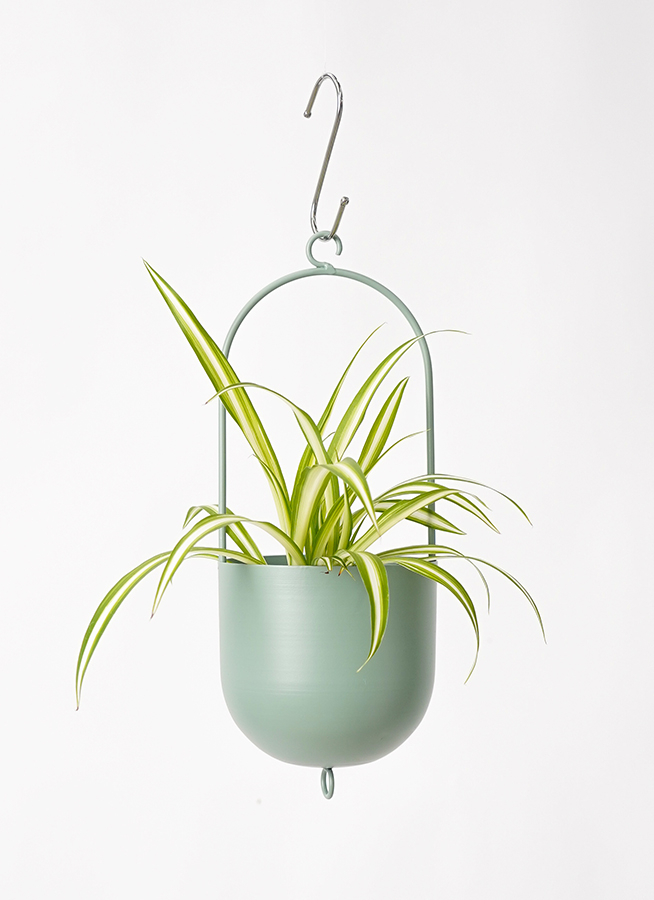 観葉植物 オリヅルラン 3号 リブハンギング 付き | 観葉植物なら