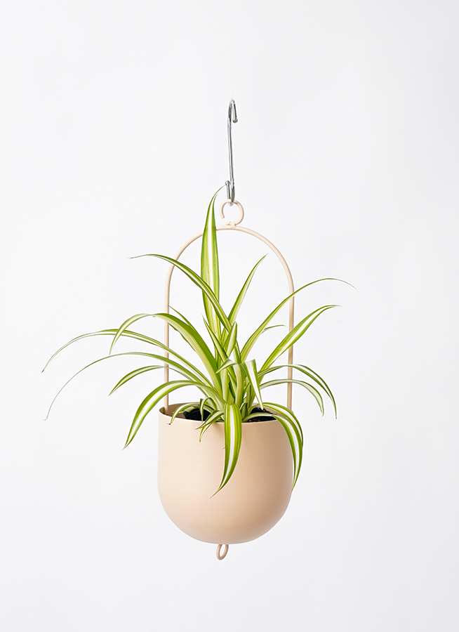 観葉植物 オリヅルラン 3号 ファンヌ ハンギング M P 付き
