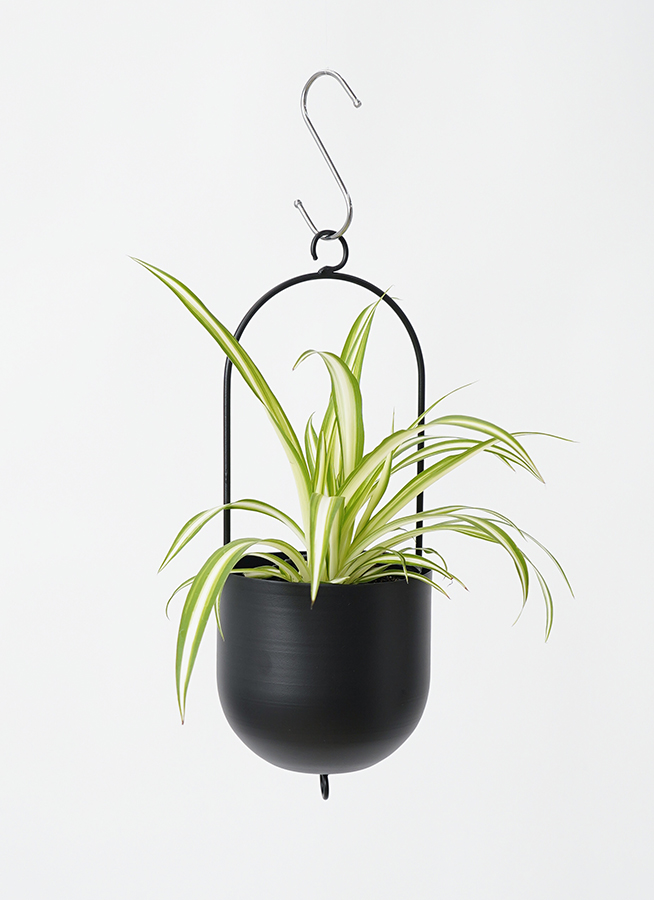 【観葉植物 】オリヅルラン おしゃれ 観葉植物：オリヅルラン*折鶴蘭 吊り鉢 5号 | 観葉植物,吊り