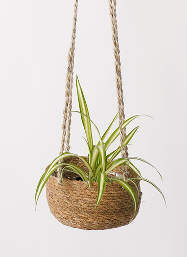 観葉植物 オリヅルラン 3号 ホグラ草 バスケットハンギング LB 付き