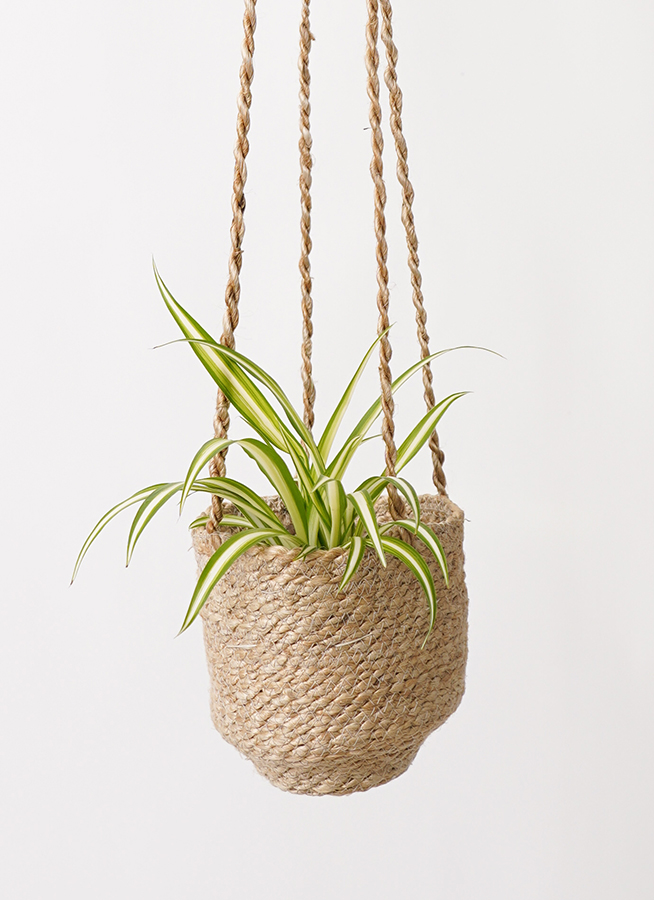 観葉植物 オリヅルラン 3号 ジュート バスケットハンギング RB 付き