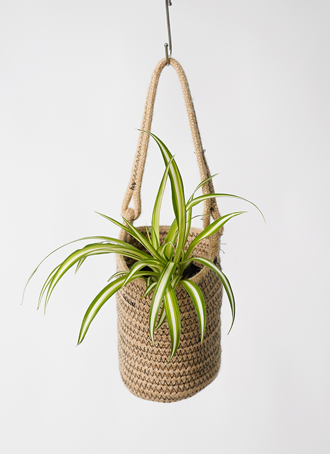 観葉植物 オリヅルラン 3号 リブハンギング 付き | 観葉植物なら