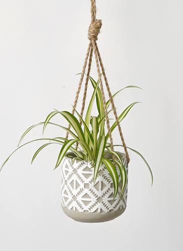 観葉植物 オリヅルラン 3号 ロニヤ ハンギング 12 W 付き | 観葉植物