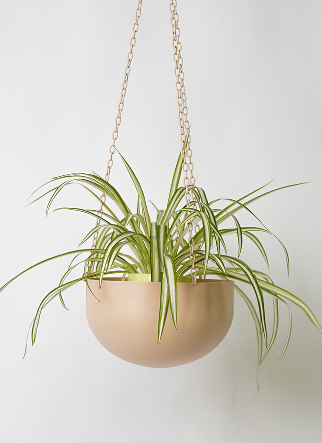 観葉植物　らん 観葉植物 オリヅルラン 4号 ファンヌ ハンギングボウル P 付き | 観葉