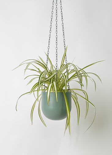 【観葉植物 】オリヅルラン dショッピング |【お試し】 オリヅルラン（折鶴蘭） 白色 4号