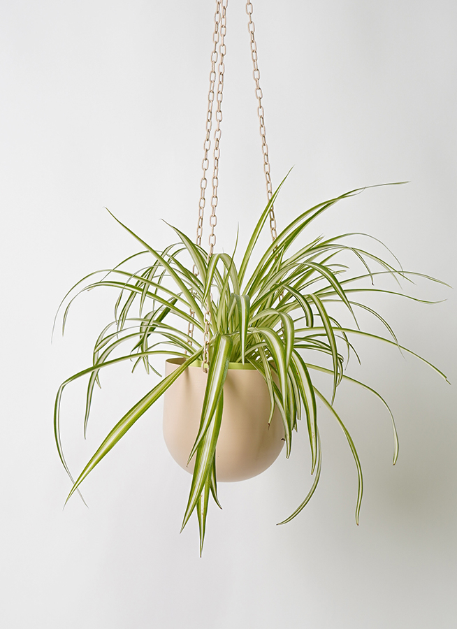 新品　観葉植物　オリヅルラン 観葉植物 オリヅルラン 4号 ファンヌ ハンギング CP 付き | 観葉植物