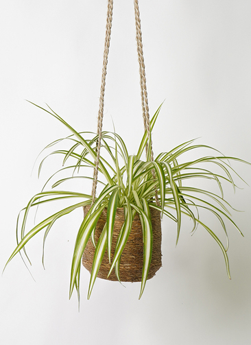 作品紹介　　【観葉植物　オリヅルラン￼】 観葉植物 オリヅルラン 4号 ホグラ草 バスケットハンギング RB 付き