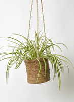 【観葉植物 】オリヅルラン comosum-34_1.jpg?1670198045