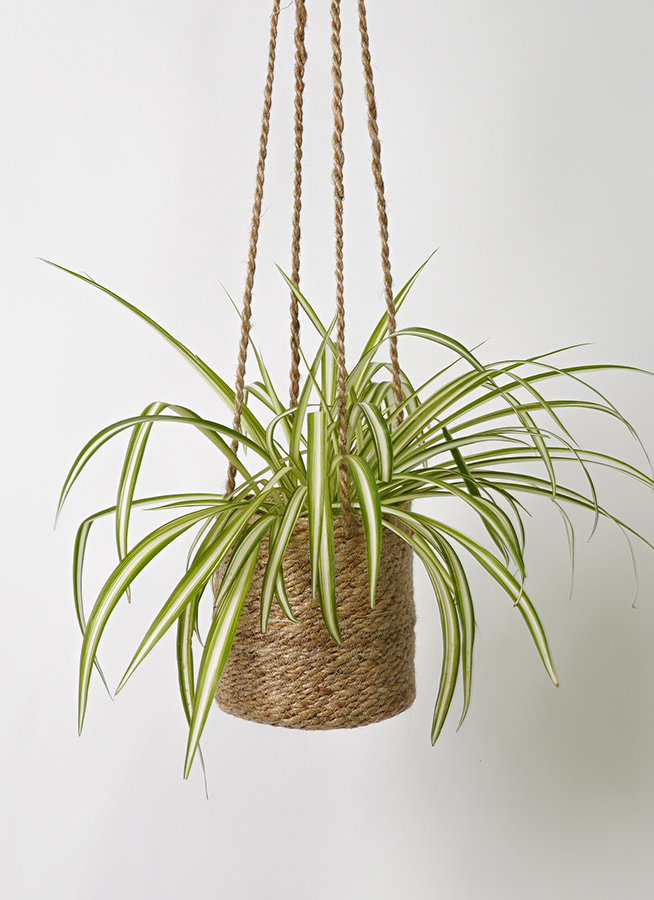 【観葉植物 】オリヅルラン 観葉植物 オリヅルラン 4号 ジュート バスケットハンギング FB