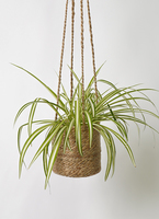 オリヅルラン | 観葉植物の通販ならHitoHana（ひとはな）