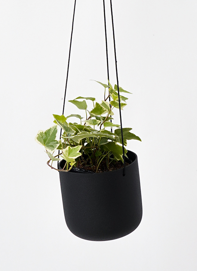 観葉植物 アイビー へデラ オブジェ つる性 手渡し限定