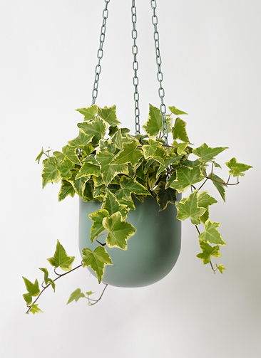 hedera-120_1.jpg?1670203403