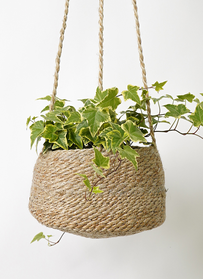 観葉植物 ヘデラ（アイビー） 4号 黄斑入り ジュート バスケット